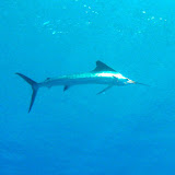 DivingTikehau DivingTikehau