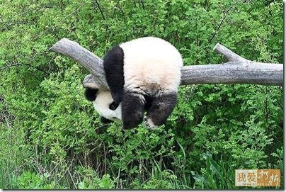 panda in a tree Panda in a tree