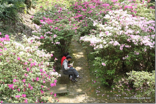 2010陽明山花季-悠閒用餐 2010陽明山花季-悠閒用餐