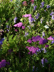 garden june 2011 002 garden june 2011 002