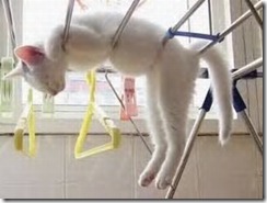 washing line Cat