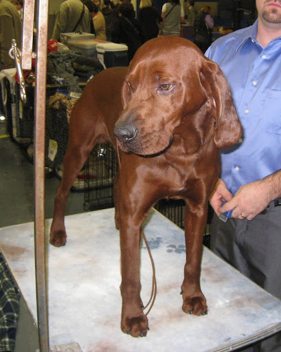 Redbone Coonhound