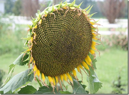 Large Sunflower, Sunflower seeds