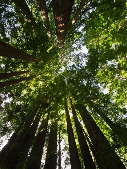 Del Norte Coast Redwoods SP (1)