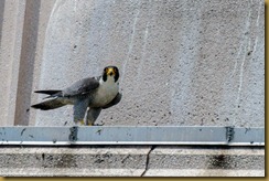 Peregrine Falcon