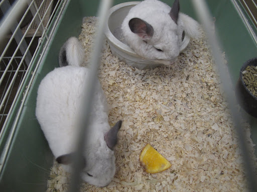 We're told that these chinchillas are actually granddaughters of Martha's old chinchilla, Snow White.  We can see the attraction - they're so soft and cuddly and beautiful.  I wonder if they like to play?