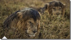 lions lions