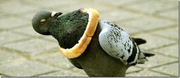 animales con problemas (4)