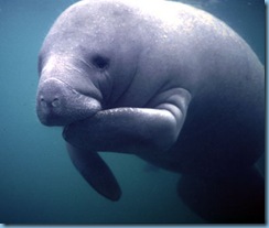 The-manatee-a-symbol-of-peace-tranquility-and-effeminate-wonder_