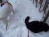 Playing in the Snow