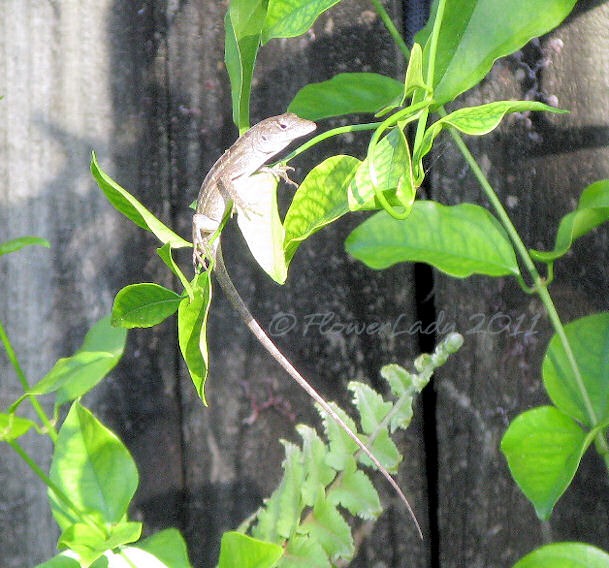 [11-24-garden-visitor%255B4%255D.jpg]