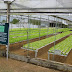 Fresh lettuce. Yum!
