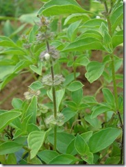 Basilicum Mangericao Basilicum Mangericao