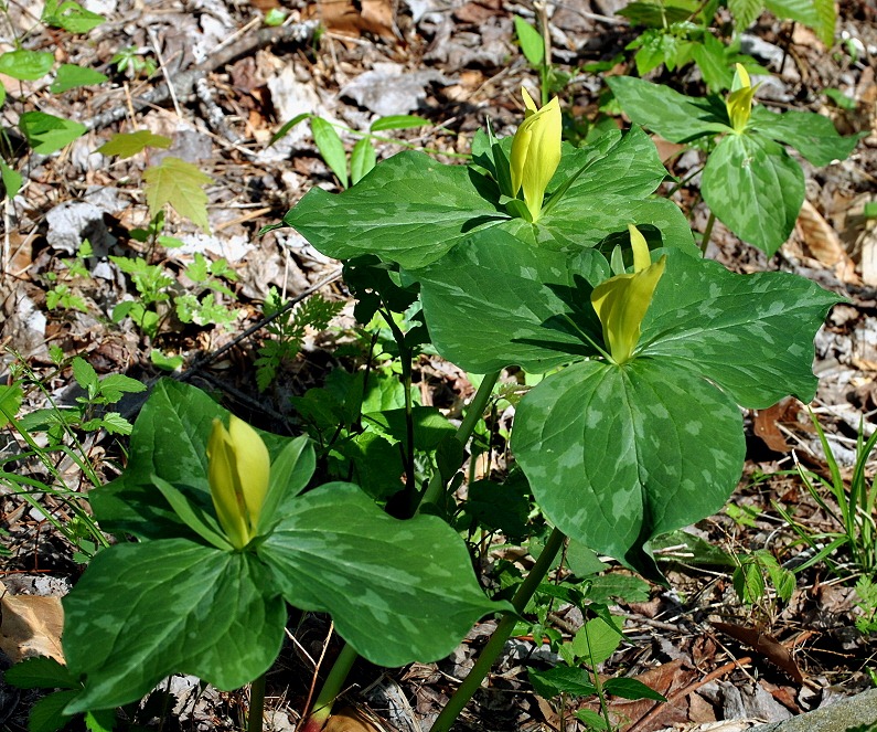 [04---Spring-Wildflowers---Trillium--%255B6%255D.jpg]
