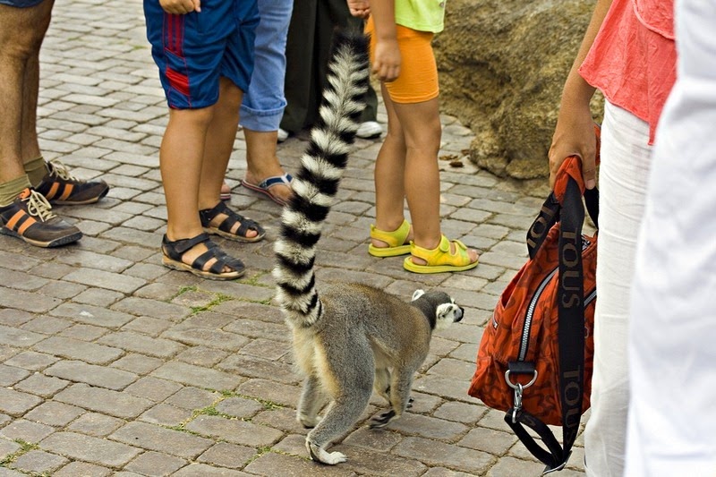 Bioparc Valencia