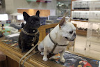 Right Franny, we need to get back on track and get what we really came here for - canary food!