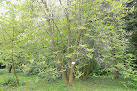 2014 április 26 Kámoni arborétum Magnolia tripetala Ernyős liliomfa (4).jpg