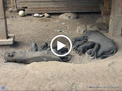 – Piglets Feeding Video – Piglets Feeding Video