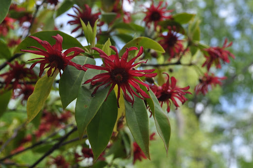 Closeup of the Carolina Allspice