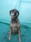 CHATO. Macho 8 años. Muuuuy amoroso, tierno, cariñoso, sociable, juguetón