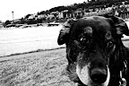 Seattle dog