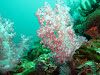  Koh Lipe Resimleri Fotoğrafları