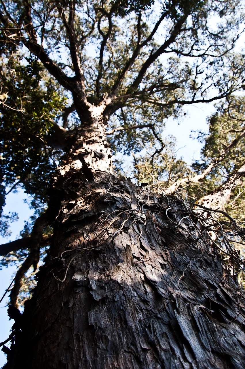 Tsitsikamma tree