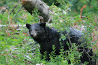 glacier_national_park_-_2009