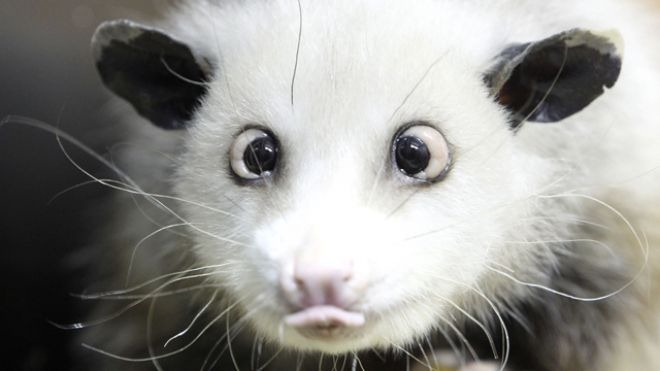 [Cross-Eyed-Opossum-Germany-Heidi4.jpg]