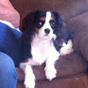 King Charles Cavalier Spaniel