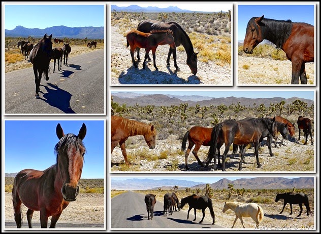 2014 Cold Creek Horses 2014 Cold Creek Horses