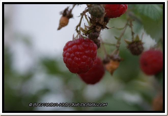 Raspberry Raspberry
