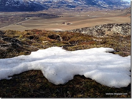 1-burrowing snow_barbderksen