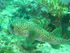 Koh Lipe Resimleri Fotoğrafları