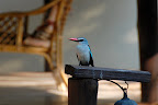 Inden vi overhovedet når ind på værelset, har vi set turens første flotte dyr - en “kingfisher”.