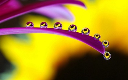 droplets-of-water-on-a-flower-macro-799x500