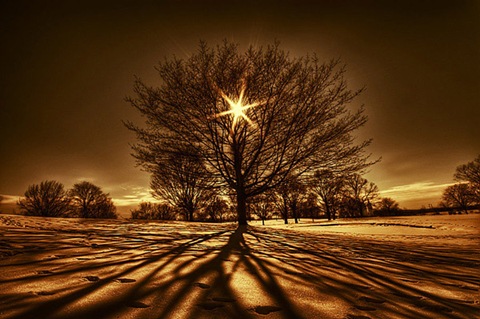 Tree_Of_Light_by_lowapproach