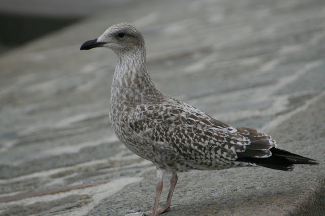 Seagull