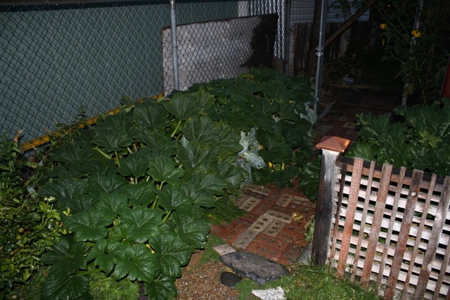 [Sept%25201%2520Yard%2520and%2520Rainstorm%2520021%255B12%255D.jpg]