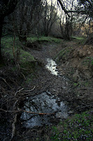 Bushwhack 3.JPG Photo