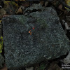 dsc03915.jpg
