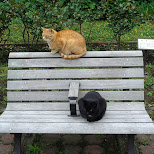 cute cats at the park in Tokyo, Tokyo, Japan