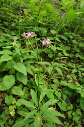 Der Türkenbund (Lilie mit Goldkopf) - Station Nr. 10

Den Türkenbund (Lilium martagon) findet man beim Naturdenkmal Eichenhang. Er gehört zu den Gef'asspflanzen mit einer Reihe von einzigartigen und gefährdeten Taxonen.