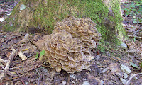 Coral Fungus Photo