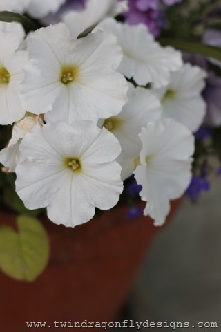 Planting Annuals (13)