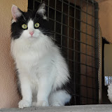 2013-2 gatti