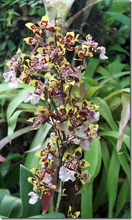 phipps3 phipps3