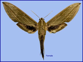 Cechenena subangustata_Rothschild 1920_female