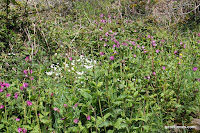 IMG_7960.JPG Photo