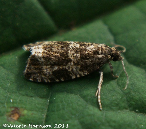 [Celypha-lacunana2.jpg]
